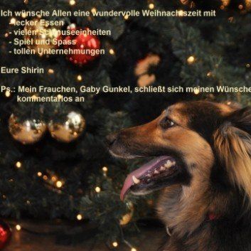 Das Bild zeigt den Hund eines unserer Kunden