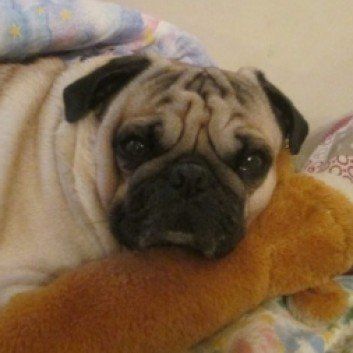 Das Bild zeigt den Hund eines unserer Kunden