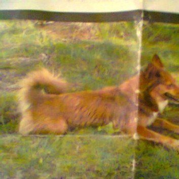 Das Bild zeigt den Hund eines unserer Kunden