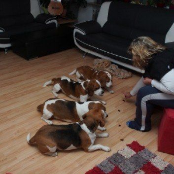 Das Bild zeigt den Hund eines unserer Kunden