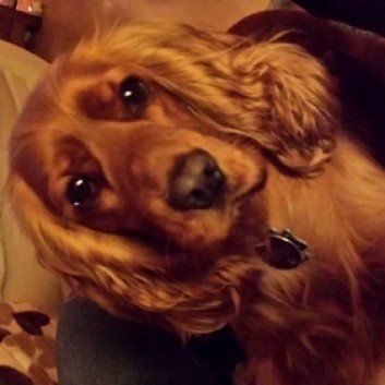Das Bild zeigt den Hund eines unserer Kunden