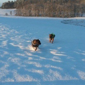 Das Bild zeigt den Hund eines unserer Kunden