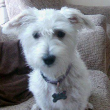 Das Bild zeigt den Hund eines unserer Kunden