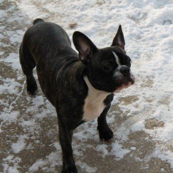 Das Bild zeigt den Hund eines unserer Kunden