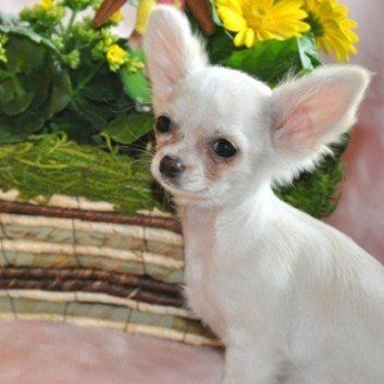 Das Bild zeigt den Hund eines unserer Kunden