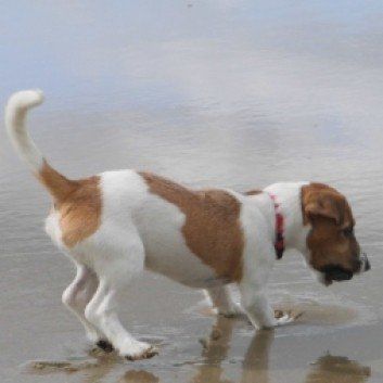 Das Bild zeigt den Hund eines unserer Kunden