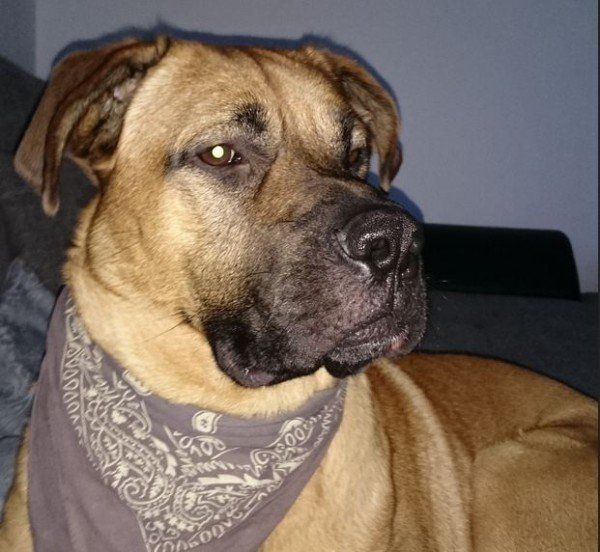 Das Bild zeigt den Hund eines unserer Kunden