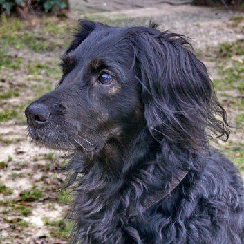 Das Bild zeigt den Hund eines unserer Kunden