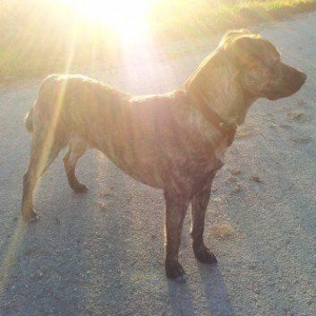 Das Bild zeigt den Hund eines unserer Kunden