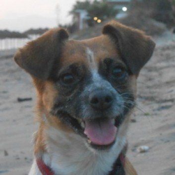 Das Bild zeigt den Hund eines unserer Kunden