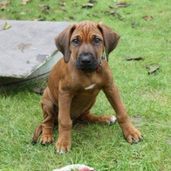 Das Bild zeigt den Hund eines unserer Kunden