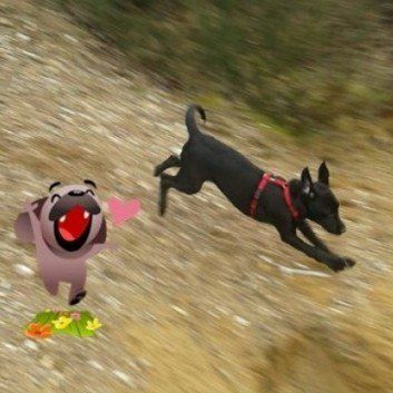 Das Bild zeigt den Hund eines unserer Kunden