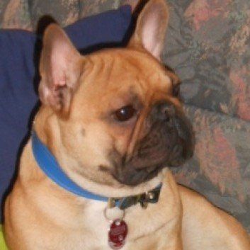 Das Bild zeigt den Hund eines unserer Kunden