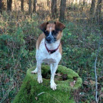 Das Bild zeigt den Hund eines unserer Kunden