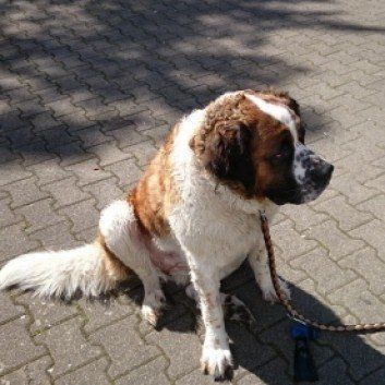 Das Bild zeigt den Hund eines unserer Kunden