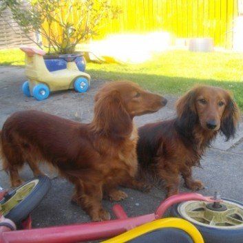 Das Bild zeigt den Hund eines unserer Kunden