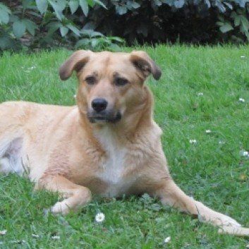 Das Bild zeigt den Hund eines unserer Kunden