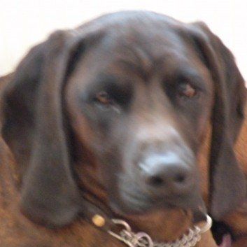 Das Bild zeigt den Hund eines unserer Kunden