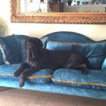 Das Bild zeigt den Hund eines unserer Kunden