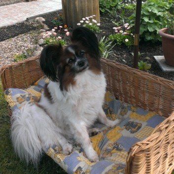 Das Bild zeigt den Hund eines unserer Kunden