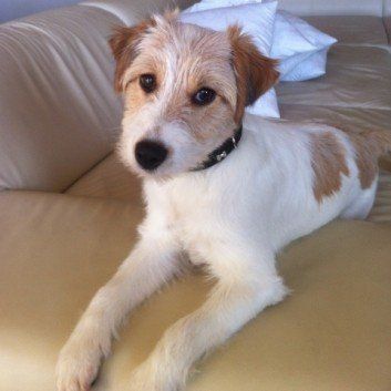 Das Bild zeigt den Hund eines unserer Kunden