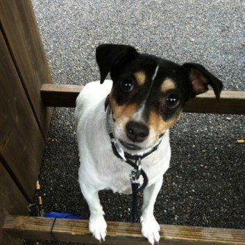 Das Bild zeigt den Hund eines unserer Kunden