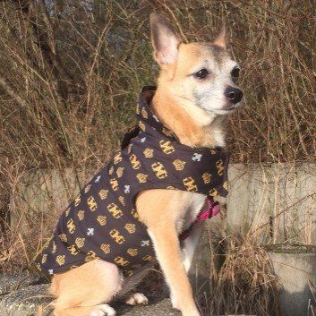 Das Bild zeigt den Hund eines unserer Kunden