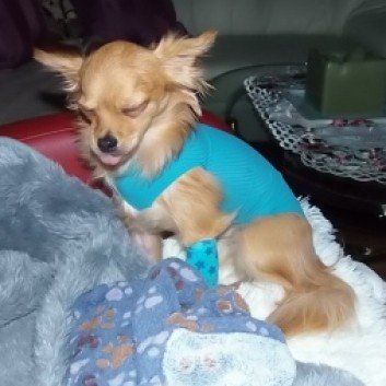 Das Bild zeigt den Hund eines unserer Kunden