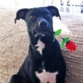 Das Bild zeigt den Hund eines unserer Kunden