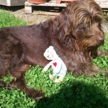 Das Bild zeigt den Hund eines unserer Kunden