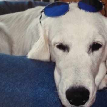 Das Bild zeigt den Hund eines unserer Kunden