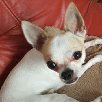 Das Bild zeigt den Hund eines unserer Kunden