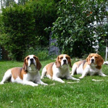 Das Bild zeigt den Hund eines unserer Kunden