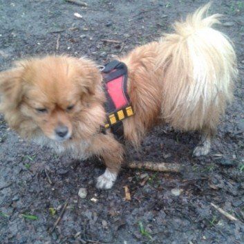 Das Bild zeigt den Hund eines unserer Kunden