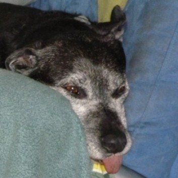 Das Bild zeigt den Hund eines unserer Kunden