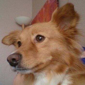 Das Bild zeigt den Hund eines unserer Kunden