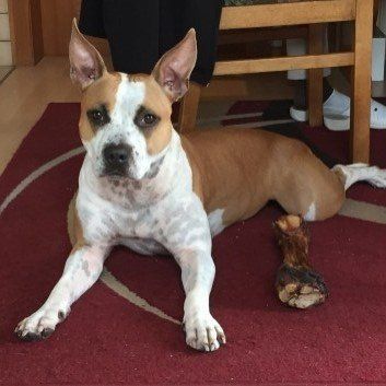 Das Bild zeigt den Hund eines unserer Kunden