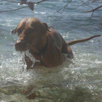 Das Bild zeigt den Hund eines unserer Kunden