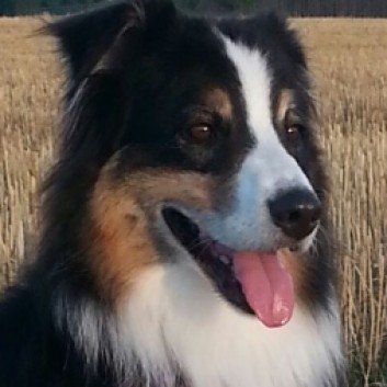 Das Bild zeigt den Hund eines unserer Kunden