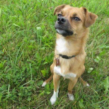 Das Bild zeigt den Hund eines unserer Kunden