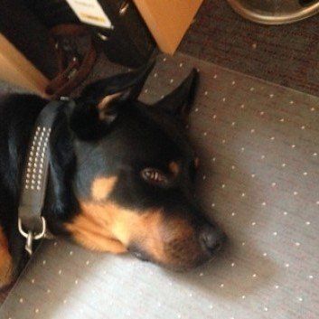 Das Bild zeigt den Hund eines unserer Kunden