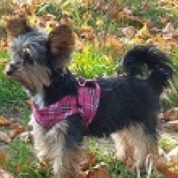 Das Bild zeigt den Hund eines unserer Kunden