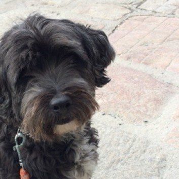 Das Bild zeigt den Hund eines unserer Kunden