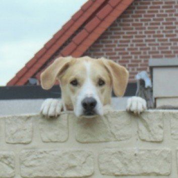 Das Bild zeigt den Hund eines unserer Kunden