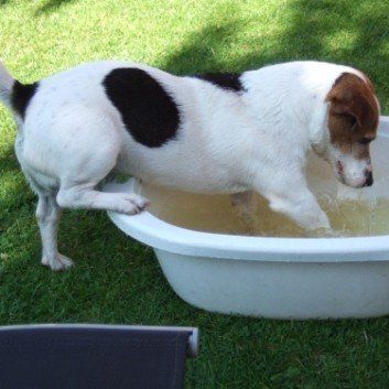 Das Bild zeigt den Hund eines unserer Kunden