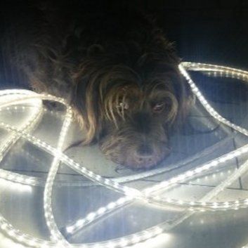 Das Bild zeigt den Hund eines unserer Kunden