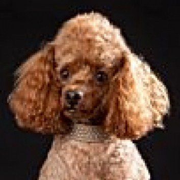 Das Bild zeigt den Hund eines unserer Kunden