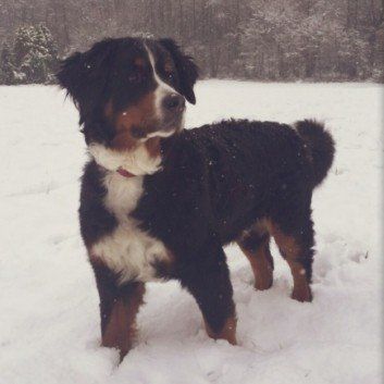 Das Bild zeigt den Hund eines unserer Kunden