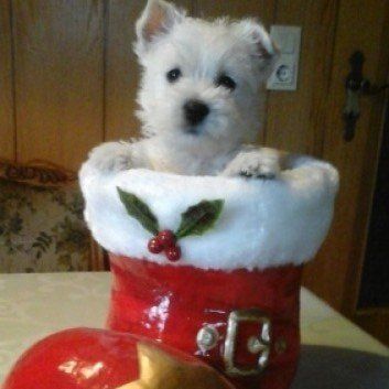 Das Bild zeigt den Hund eines unserer Kunden