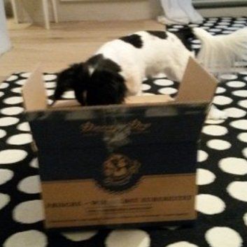 Das Bild zeigt den Hund eines unserer Kunden